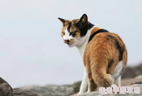猫咪最新永久地域网名，真是太有创意了！每个名字都充满了个性和趣味