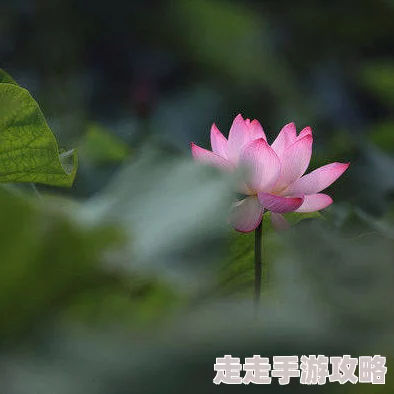 美女脱全身衣服免费网站近日更新了平台内容，新增多种互动功能和用户体验优化，吸引了更多用户参与和关注