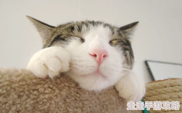 2024年网友热评跟猫有关的游戏下载合集：经典猫咪游戏前五名精选