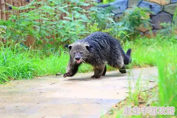 黑暗森林作者写的小说我和他都是新郎共同追求幸福与梦想的旅程永不止步