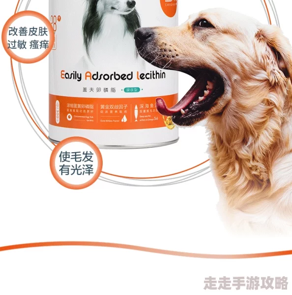 奶妈贵宾网最新宠物护理技巧分享让您的爱宠更加健康快乐